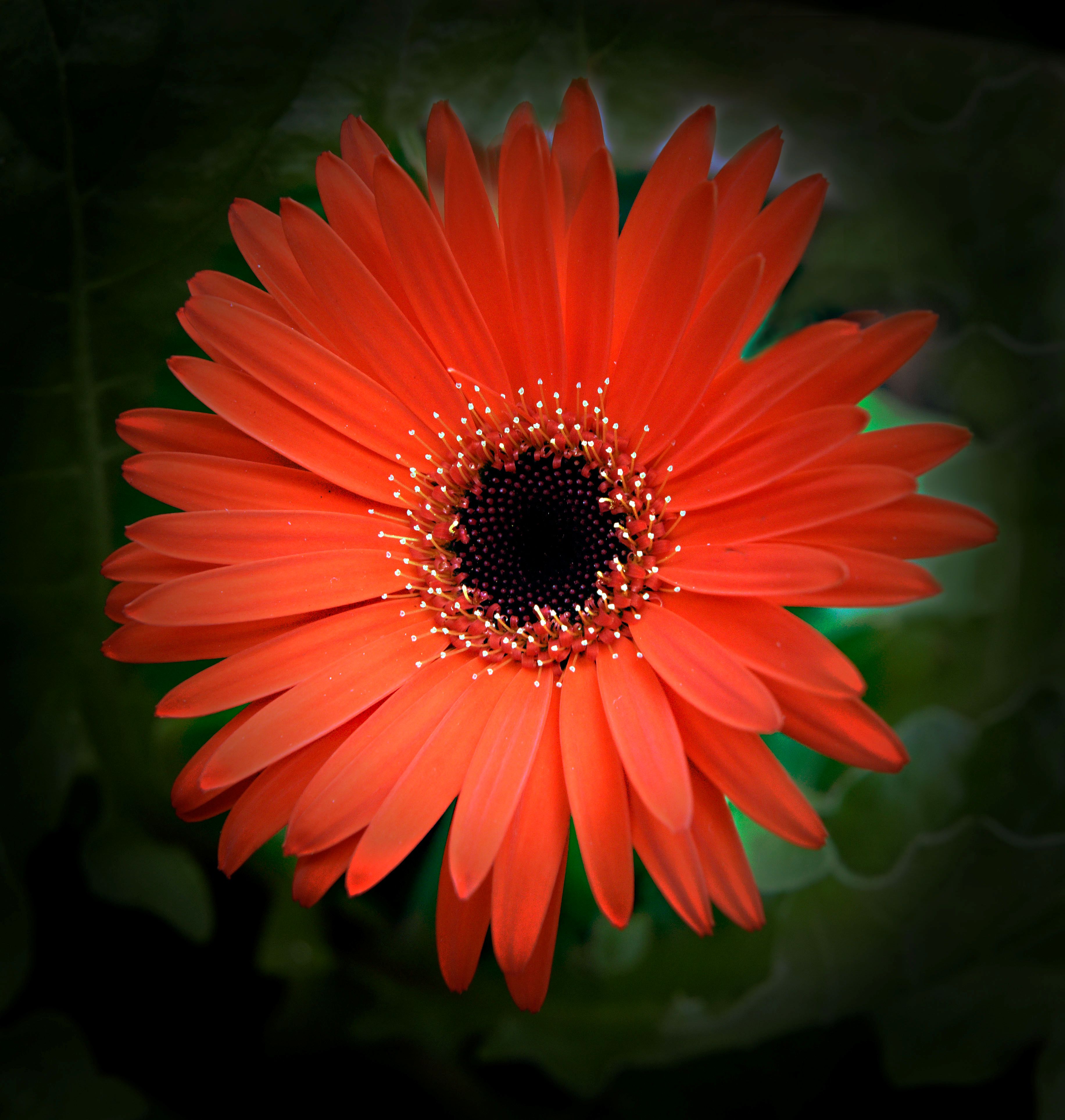 Images